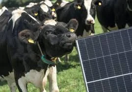 Cow next to a solar panel