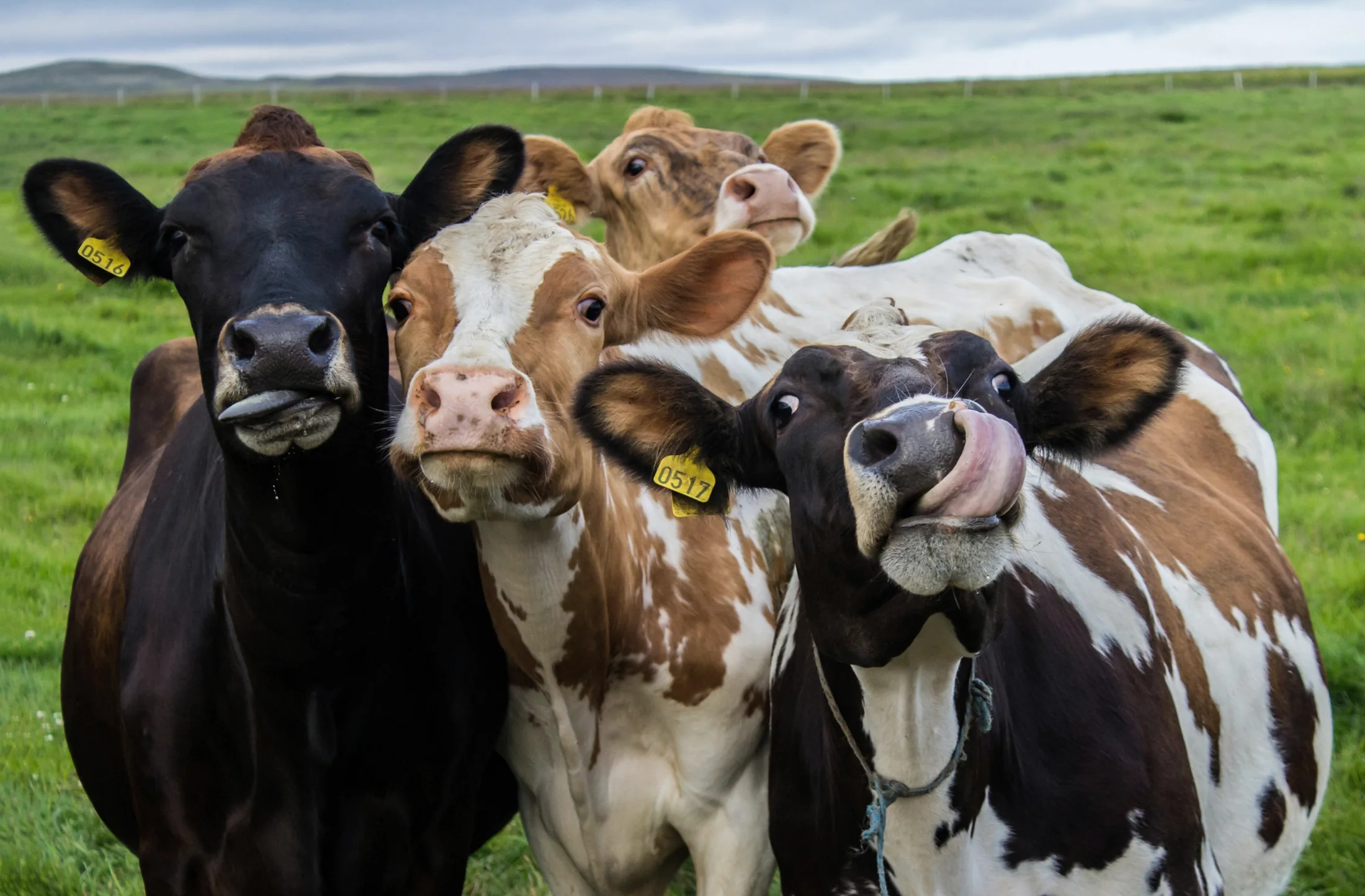 Curious dairy cows in a green paddock
